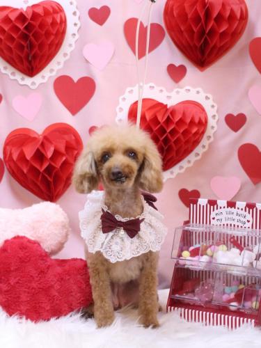 20240228ラムちゃん